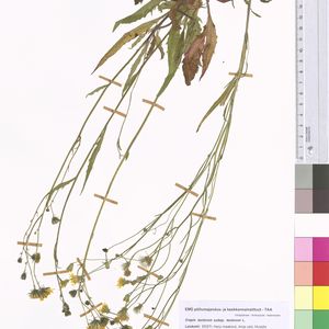 Crepis tectorum subsp. tectorum