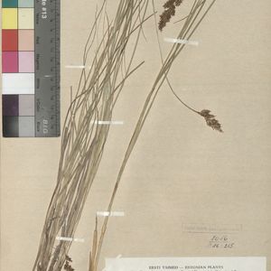 Taraxacum atrilimbatum