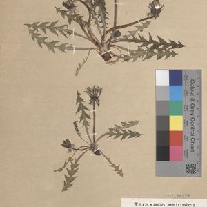 Taraxacum angustissimum
