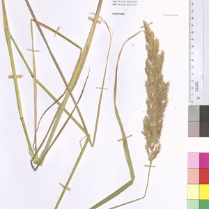 Calamagrostis epigeios subsp. epigeios