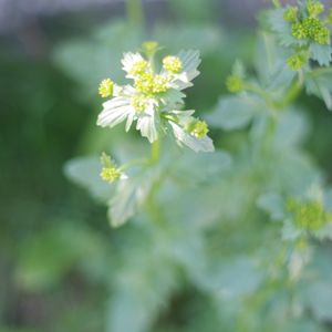 Barbarea vulgaris subsp. vulgaris