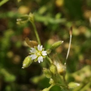 Cerastium pumilum subsp. glutinosum