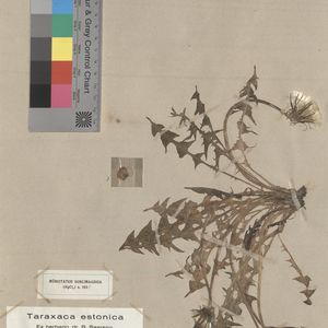 Taraxacum jaervikylense