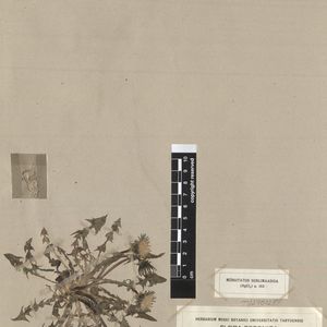 Taraxacum parvuliceps