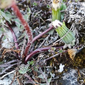 Taraxacum laevigatum