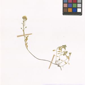 Alyssum montanum subsp. gmelinii