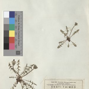 Taraxacum linguatifrons