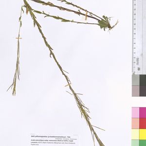 Arabis planisiliqua subsp. nemorensis