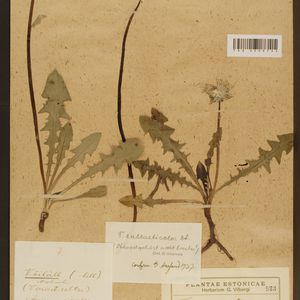 Taraxacum haematicum