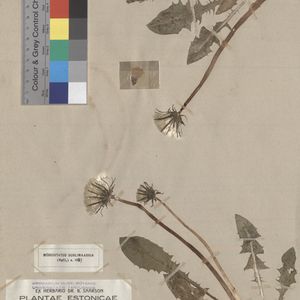 Taraxacum albicollum