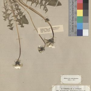 Taraxacum cuspidifrons