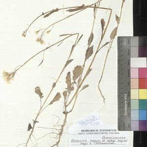 Brassica napus subsp. napus