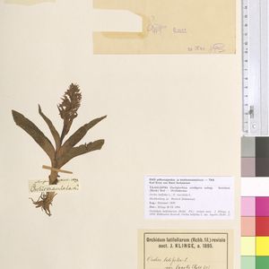 Dactylorhiza cordigera