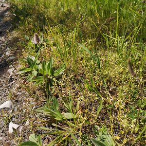 Cerastium pumilum subsp. glutinosum