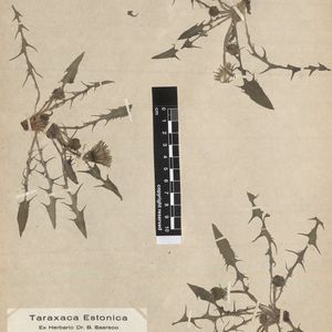 Taraxacum estonicum