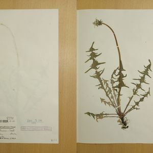 Taraxacum haematicum