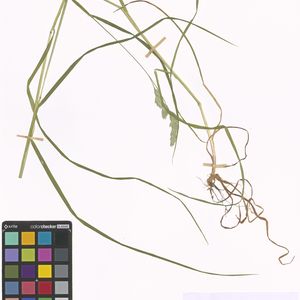 Dactylis glomerata subsp. aschersoniana