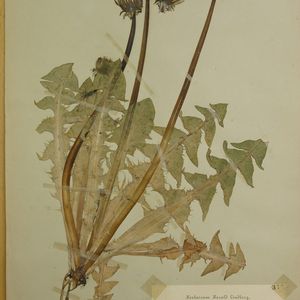 Taraxacum ekmanii