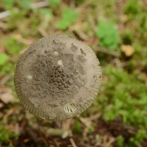 Amanita friabilis