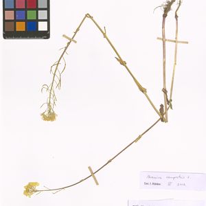 Brassica rapa subsp. rapa