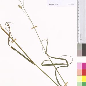 Dactylis glomerata subsp. aschersoniana