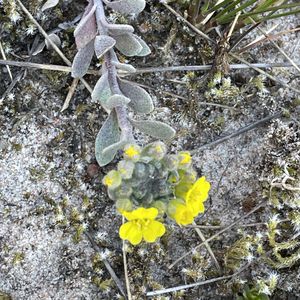Alyssum montanum subsp. gmelinii
