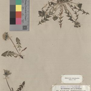 Taraxacum jaervikylense