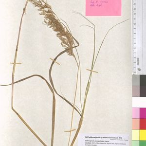 Calamagrostis purpurea subsp. phragmitoides