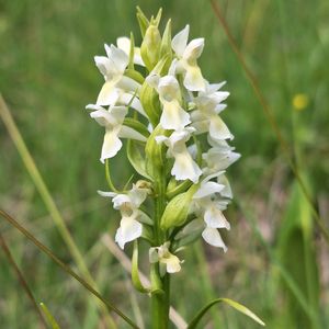 Dactylorhiza ochroleuca