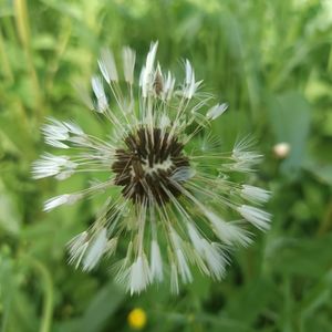 Taraxacum taraxacum