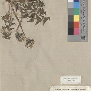 Taraxacum cacuminatum