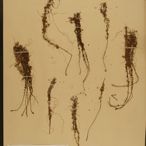 Cuscuta epithymum subsp. trifolii