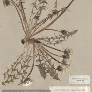 Taraxacum capnocarpum