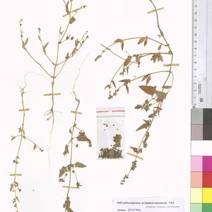 Atriplex longipes subsp. praecox