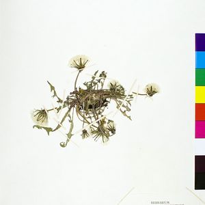 Taraxacum brachycranum