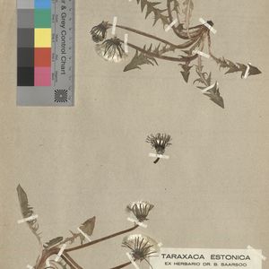 Taraxacum concolor