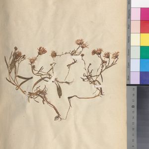 Aster tripolium subsp. tripolium