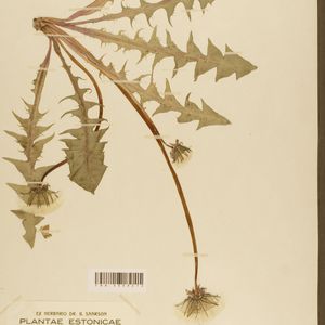 Taraxacum cuspidifrons