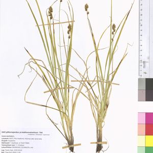 Carex muricata subsp. muricata