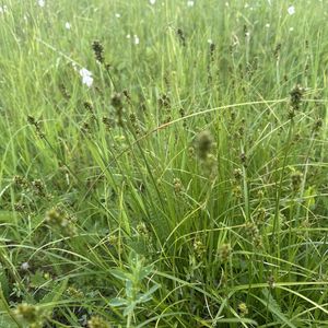 Carex muricata subsp. muricata