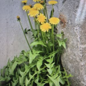 Taraxacum taraxacum