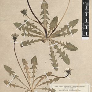 Taraxacum firmulifolium