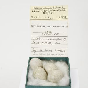 Curruca nisoria nisoria