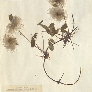 Clematis alpina subsp. sibirica