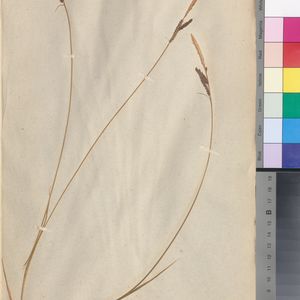 Carex elata subsp. elata