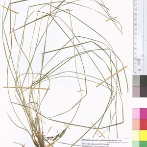 Carex nigra subsp. juncella