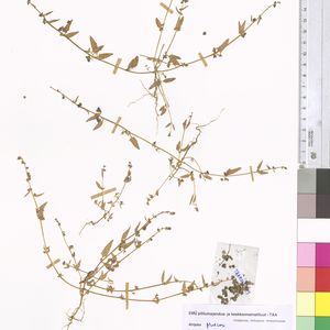 Atriplex longipes subsp. praecox