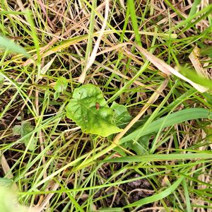 Barbarea vulgaris subsp. arcuata