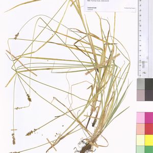 Carex muricata subsp. muricata