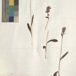 Dactylorhiza lapponica